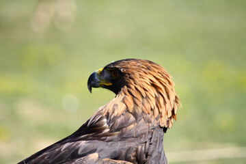 Golden Eagle.