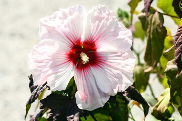 Obraz premium Blooming hibiscus, outdoor plant.