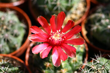 Cultivation of cacti.