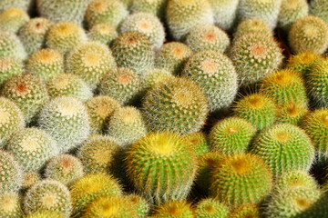 Cultivation of cacti.
