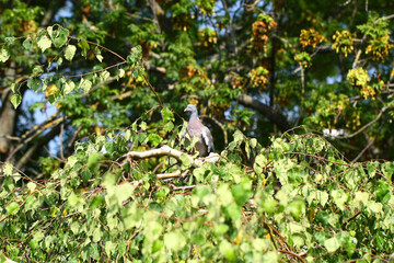 A wild pigeon on a tree.