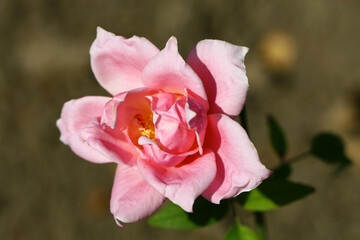 Blooming pink rose.