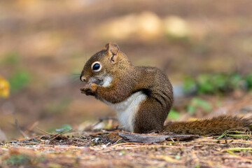 American Red Squirrel, Tamiasciurus hudsonicus, closeup in fall with snack facing left 