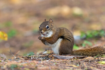 Naklejka na ściany i meble American Red Squirrel, Tamiasciurus hudsonicus, closeup in fall smiling