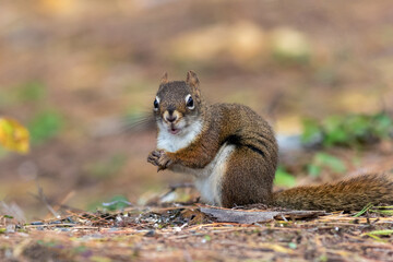 American Red Squirrel, Tamiasciurus hudsonicus, closeup in fall facing camera mouth open slightly