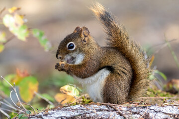 Naklejka na ściany i meble American Red Squirrel, Tamiasciurus hudsonicus, closeup in fall with snack facing left 