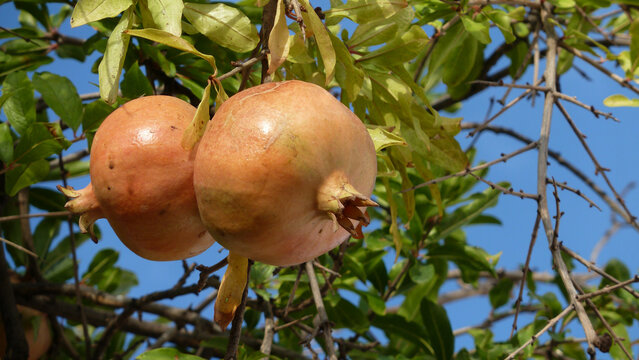 Melagrana