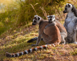 Naklejka na ściany i meble ring tailed lemur catta family