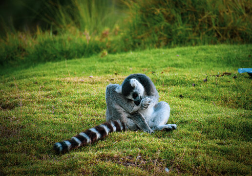 Ring Tailed Lemur Catta