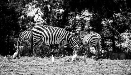 Fototapeta na wymiar zebra at the zoo