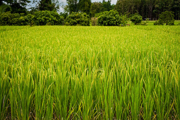 green rice fields The landscape of rice fields in Thailand