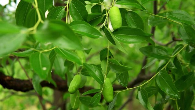 Zizyphus friuts are ripening. Growing tree.