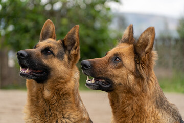 Photo of a German shepherd, breed of shepherd dog originating in Germany