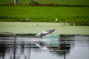 seagull wings on the water