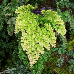 The genus Adiantum is a Maidenhair Fern. The genus name Adiantum comes from the Greek Adiantos, meaning not wet, not wet. It got its name from the fern. Some of the black stalks are not wet even when