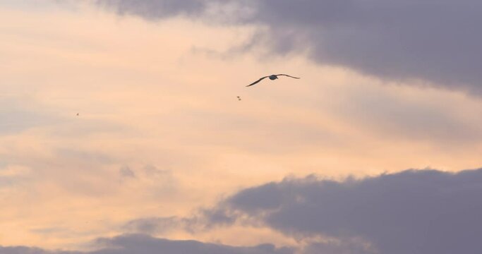 Bird flying into sunset dramatic clouds silhouette slow motion