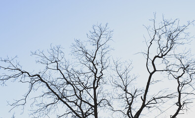 Obraz premium silhouette of a tree branch's