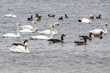 swans in the lake