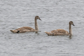 family of geese on the lake