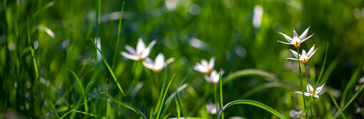 Obraz premium Spring flowers under the rays of sunlight. Snowdrops close-up. Beautiful landscape of nature. Hi spring. Beautiful flowers on a green meadow.
