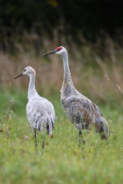 An adult and Juvenile Sandhill Crane walking along edge of agriculture field
