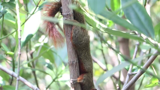 The red-bellied tree squirrel climbs on the tree. Pallas's squirrel (Callosciurus erythraeus) in a tropical nature, Thailand.