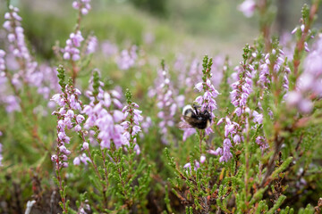 Bumblebee collects nectar on a lilac-pink heather on a summer day. Insect pollinates the flowering...