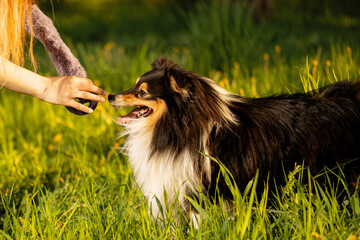 Teenager girl and happy Shetland Sheepdog in park