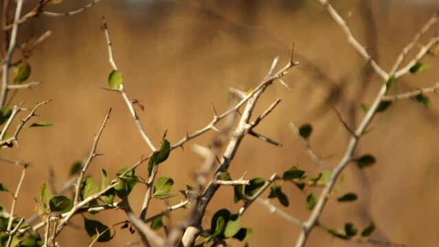 Plantas del Impenetrable