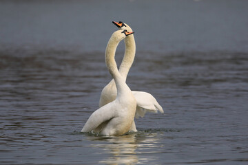 Two swans' mating courtship ritual on a lake in the Danube Delta.