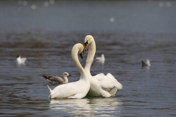 Two swans' mating courtship ritual on a lake in the Danube Delta.