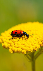 Red beautiful beetle on a yellow flower. The common red soldier beetle Rhagonycha fulva, also misleadingly known as the bloodsucker beetle, is a species of soldier beetle Cantharidae.