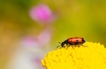 Red beautiful beetle on a yellow flower. The common red soldier beetle Rhagonycha fulva, also misleadingly known as the bloodsucker beetle, is a species of soldier beetle Cantharidae.