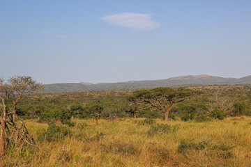 Mkhuze Game Reserve landscape, Northern Zululand, South Africa