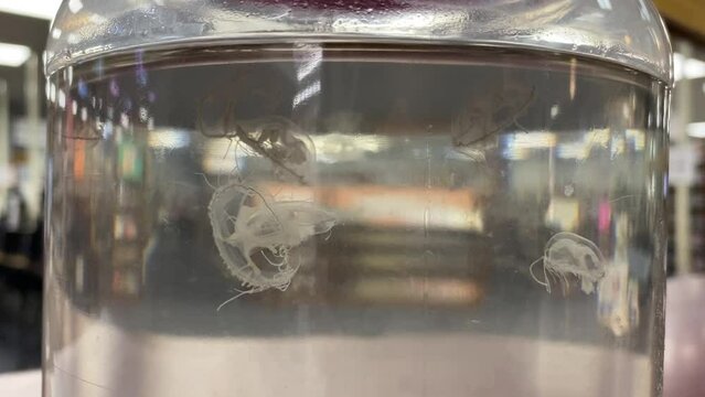 Freshwater Jellyfish (craspedacusta sowerbyi) swimming in a glass jar in a library