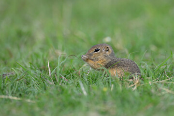 Naklejka na ściany i meble Close up of young gopher standing on the grass in a mountains pasture with fresh green grass in spring season.