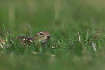 Close up of young gopher standing on the grass in a mountains pasture with fresh green grass in spring season.