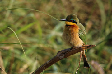Little Bee-eater, Mkhuze, South Africa