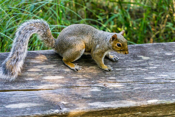 Nisqually Wetlands Squirrel 2