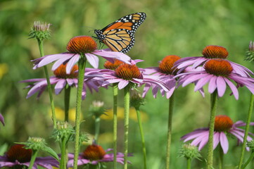 Monarch Feeding