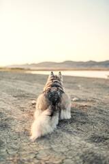 Obraz premium Husky about to pounce in desert sunset