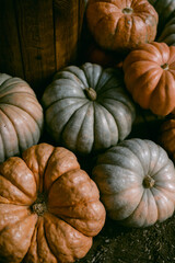 Light green and orange small pumpkins