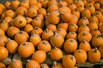 Many small orange pumpkins at the farm