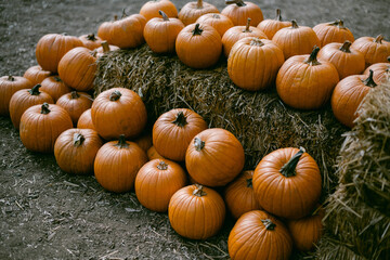 Small orange pumpkins at the farm