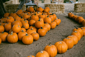 Row of small orange pumpkins