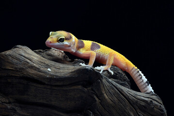 Portrait of a leopard gecko  (Eublepharis macularius)