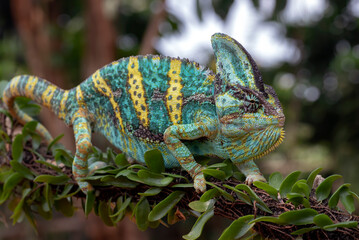 Green chameleon on tree branch, Veiled chameleon close up