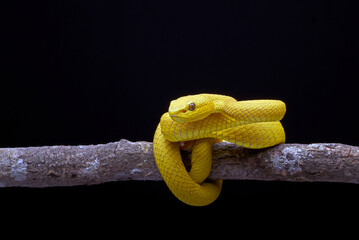 Yellow white-lipped pit viper in black background
