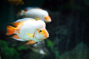 Colorful fish swim in the aquarium