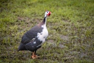 Guinea fowl on grass.